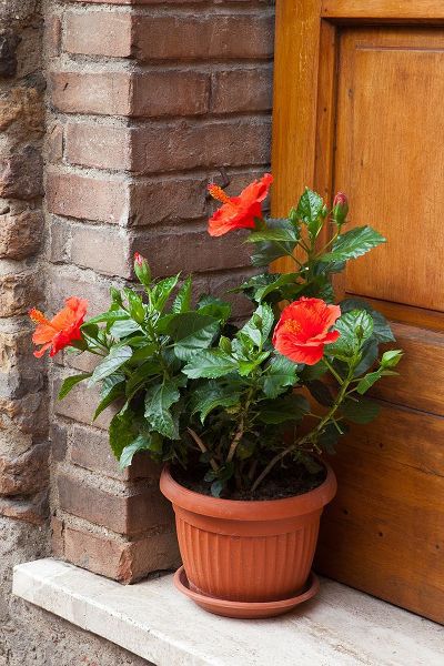 Eggers, Julie 아티스트의 Italy-Tuscany-San Gimignano Red hibiscus flower in a pot on the doorstep of a home in San Gimignano작품입니다.
